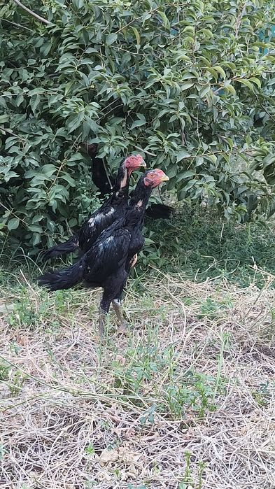 Kulangi dakan jôjalar