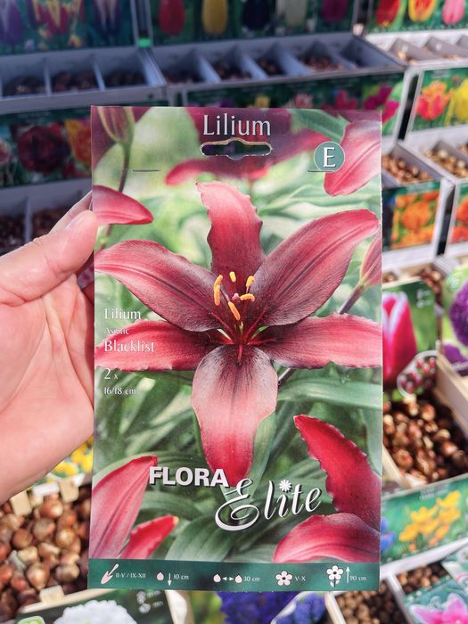 Лилии сортовые, лагибриды