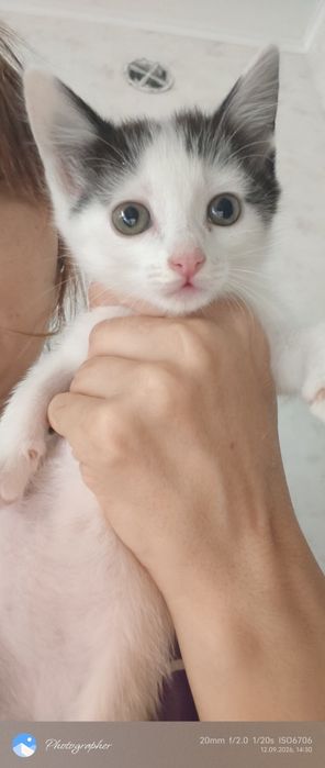 Девочка котенок возраст 1м