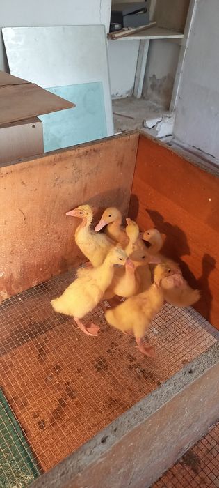 Индюшата Гусята Утята Продам срочно