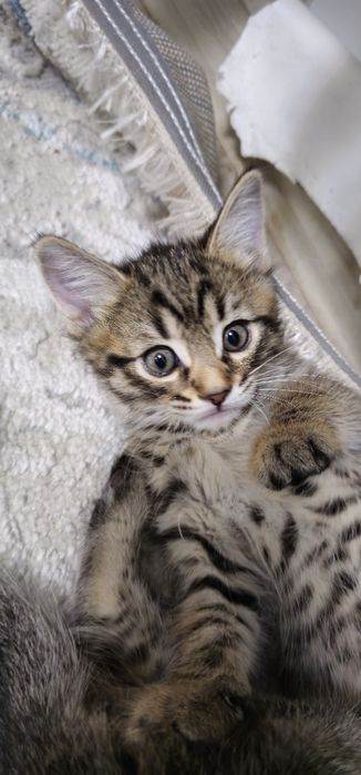 Отдам домашних котят даром
