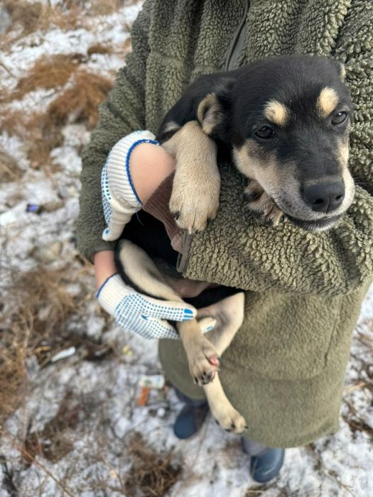 Отдам в добрые руки щенков