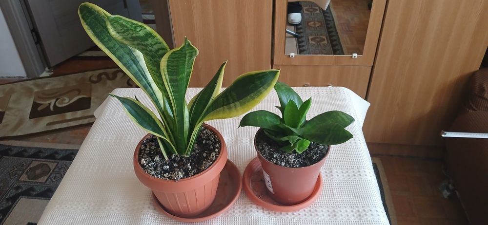 2 ghivece Sansevieria 50 lei amândouă