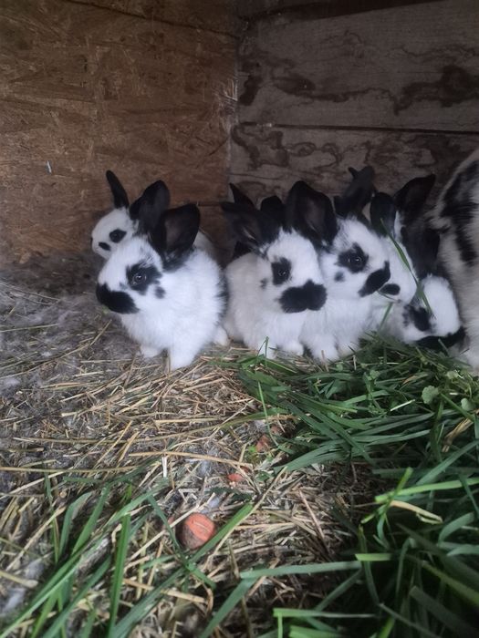 Iepurași   din rasa  Flutere german deosebit de  frumoși
