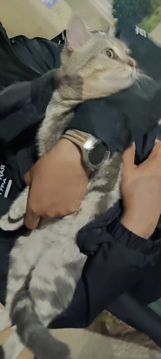 Кот в добрые руки