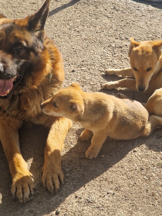 Отдам бесплатно щенков