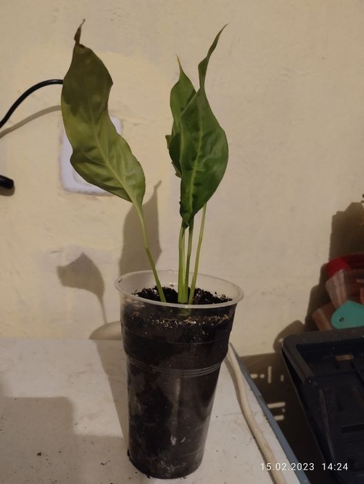 Цветы женское счастье