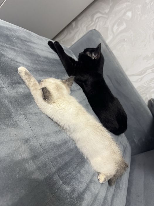 Отдам котенка девочку