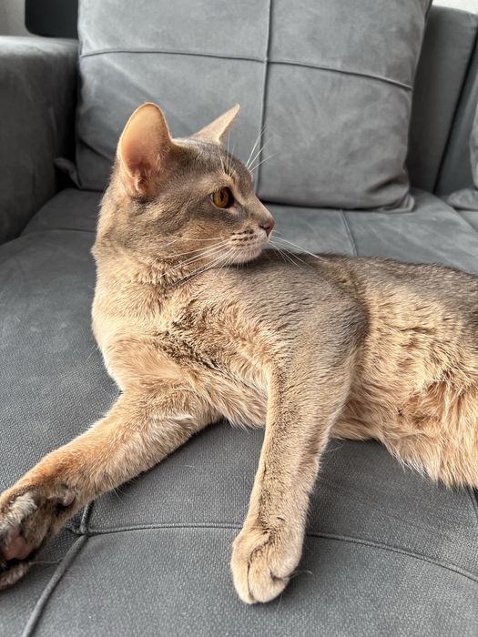 Абиссинец, кот, 2 года
