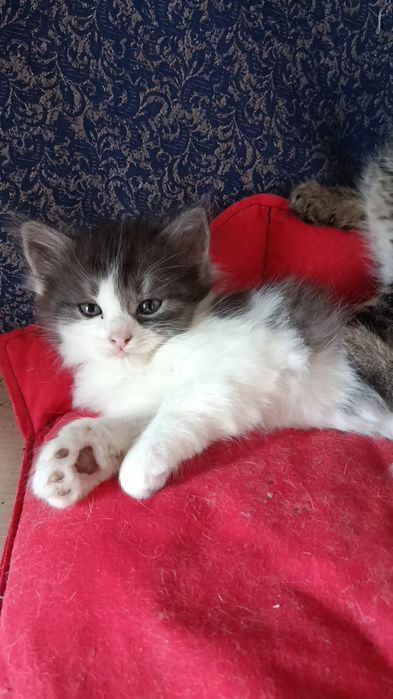 Отдам котят в добрые руки.