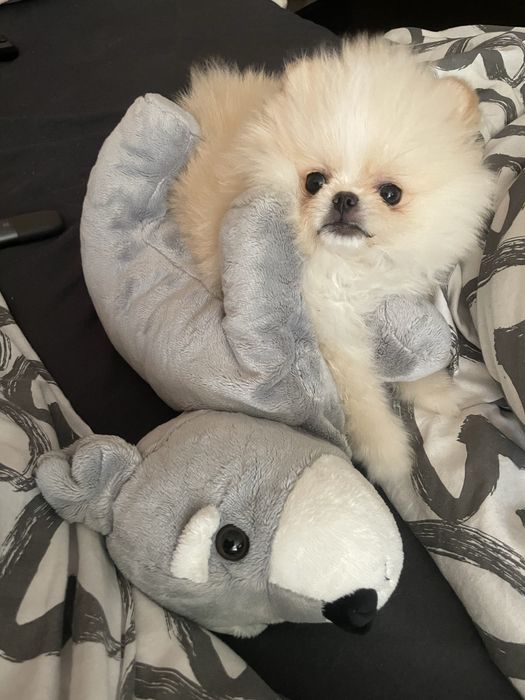 Бебе померан на 2 месеца