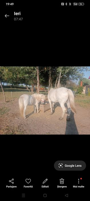 Vând  poneita și iapa