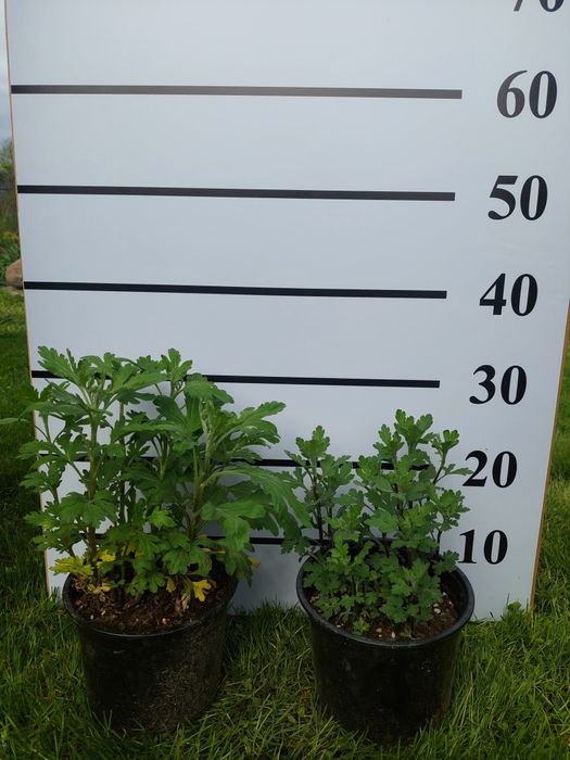 Хризантемы кустовые бордюрные