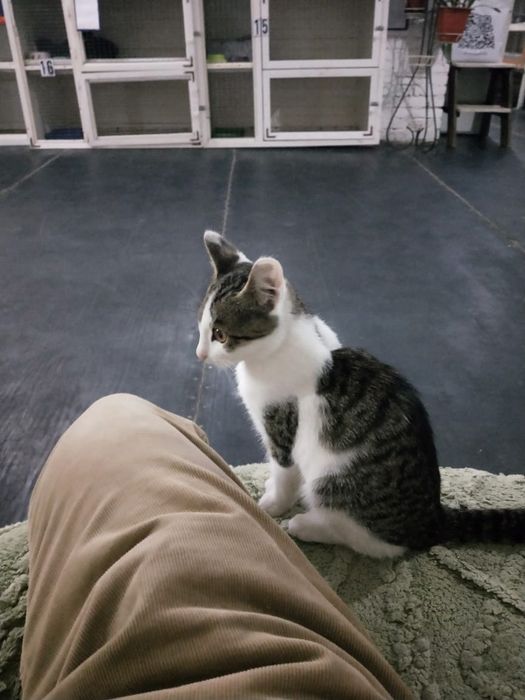 Котенок Лëлик в добрые руки