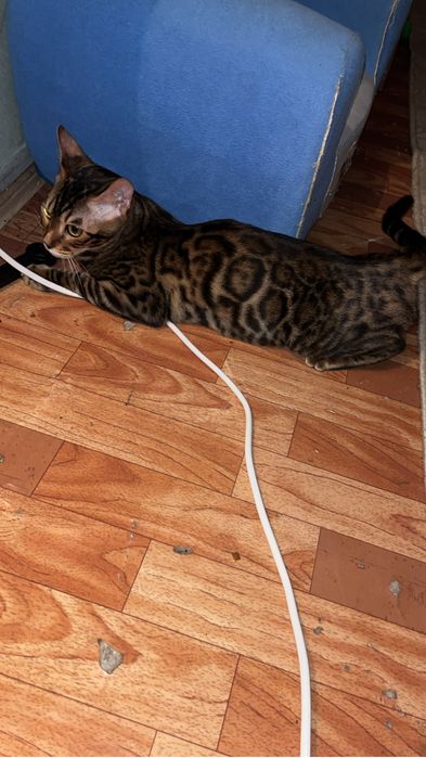 Продам бингальскую кошечку