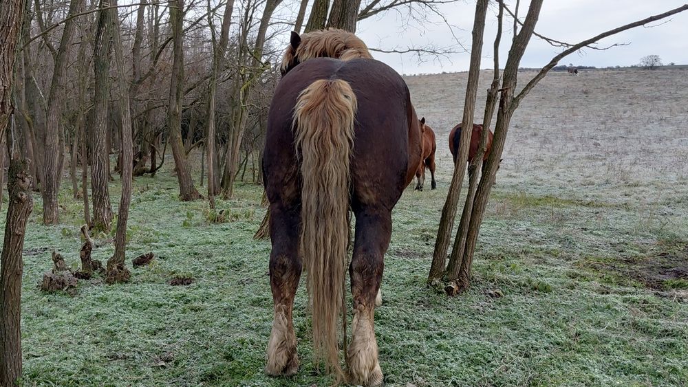 Vând sau schimb cu vaci