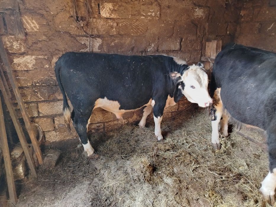 Продам 3 бычка откорм