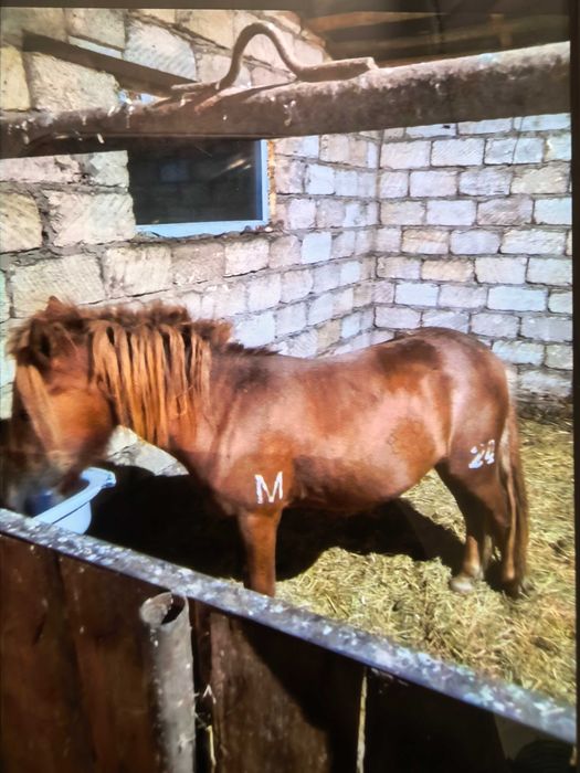 Пони сатыладыны .