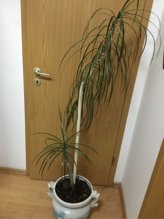 Planta apartament Dracaena marginata, Arborele Dragonului de Madagasca