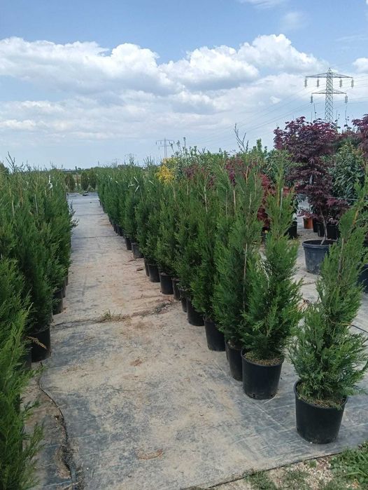 Lelandii și conifere pentru gard viu natural