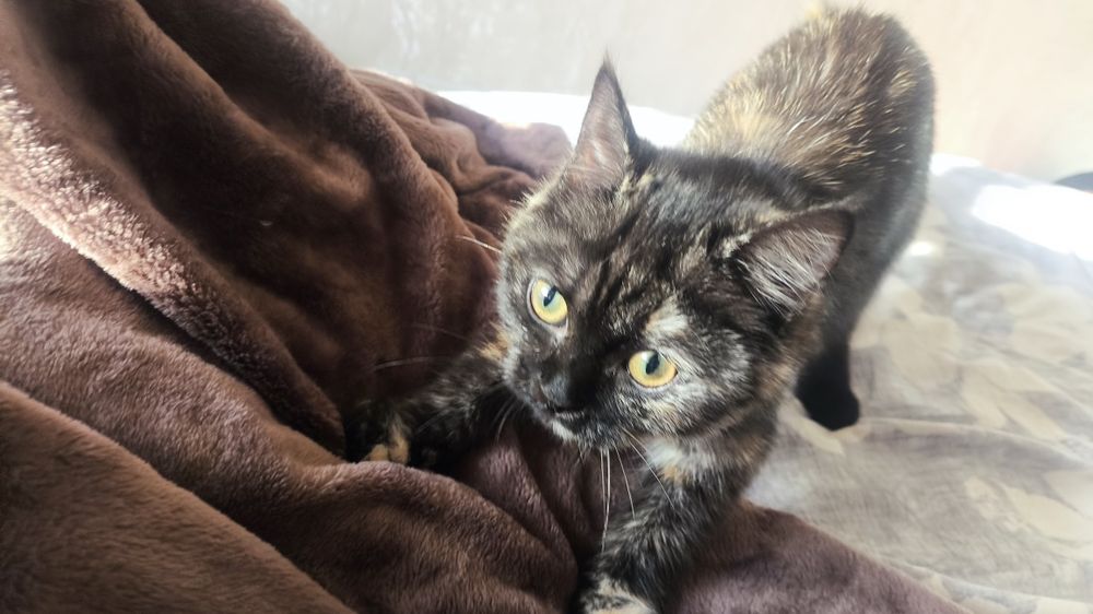 Кошка шатланская прямоухая