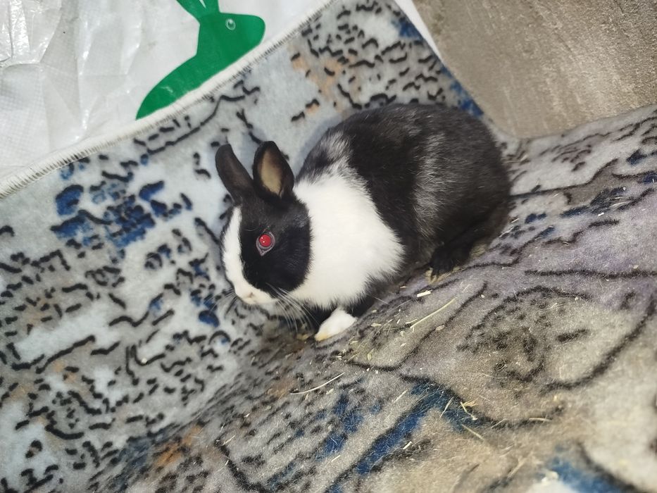 Карлик декоративный куенлар