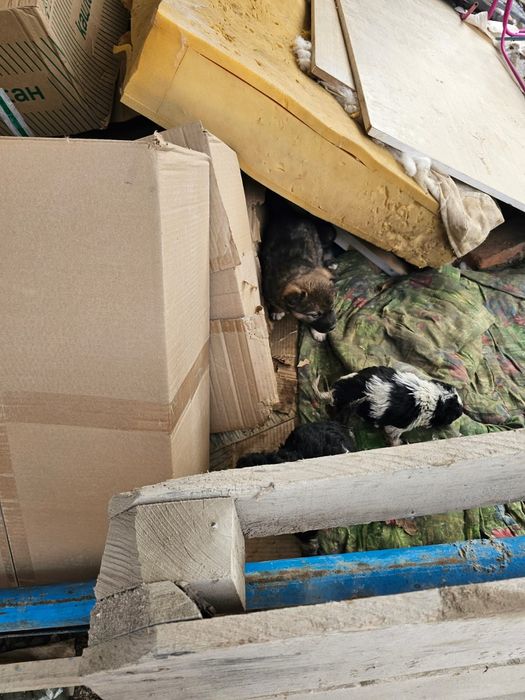 Дворняшки ///////////