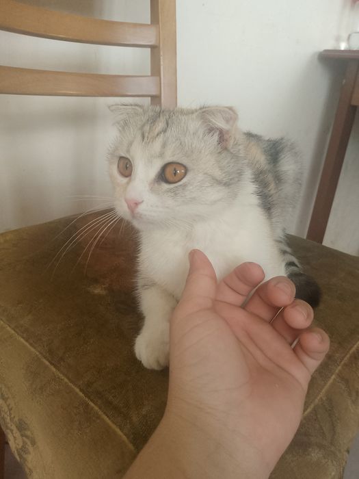 Мысык очень хороший