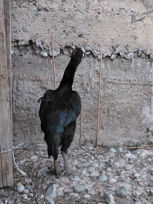 Дакан ганой курица