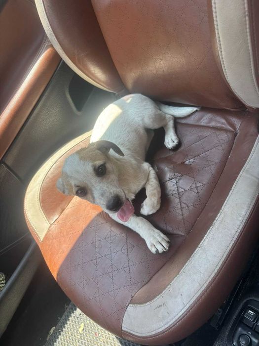 Хотел за кучета Хачико