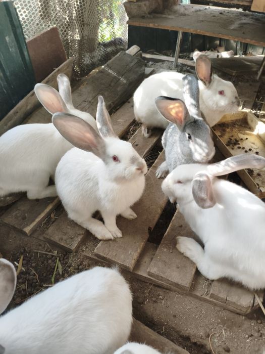 продам кроликов колифорния