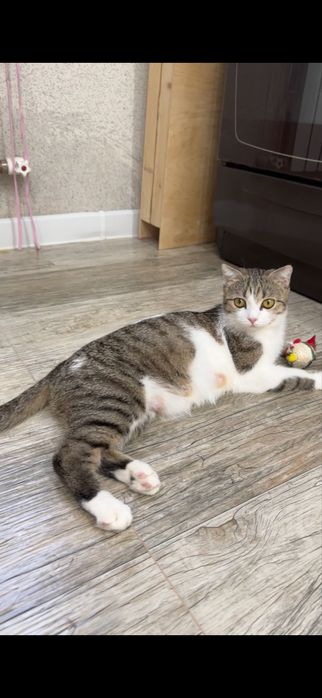 Кошка и котят Бесплатно