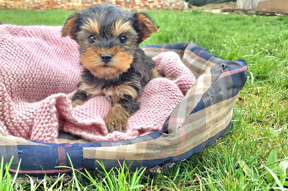 Йоркшийски териер