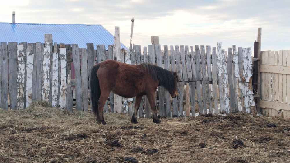 Лошади байтал бие
