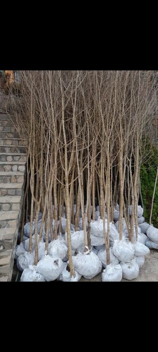 Copaci ornamentali Tei argintiu,mestecan,platan, artar