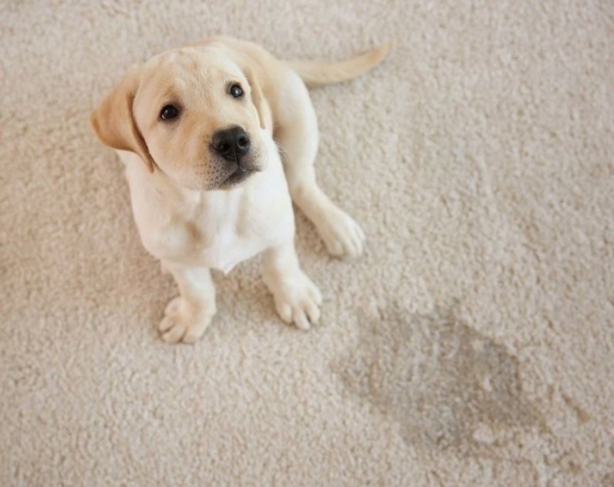 Пране на тапицерия, давани, матраци