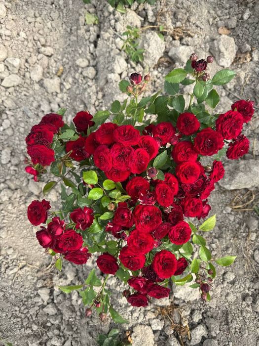 Яшил макон лойихаси учун арзон кучатлар