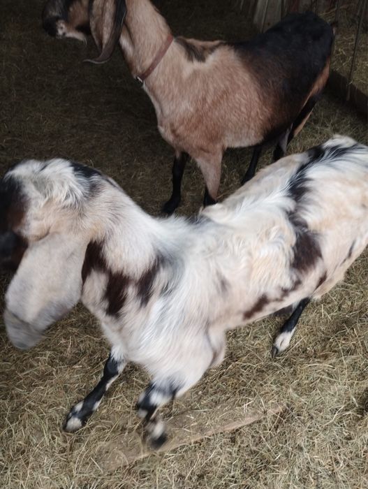 Vând capre Anglo Nubiene