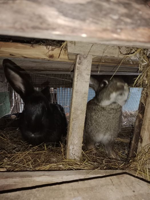 Қояндар сатылады