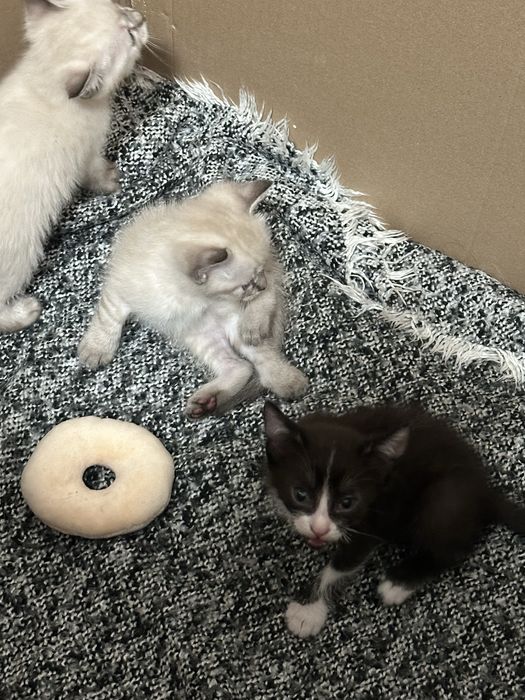 Отдам котят в хорошие руки