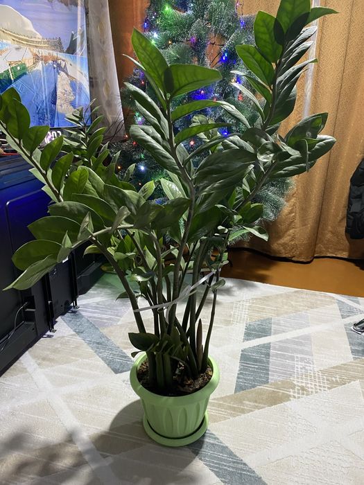 Цветы комнатные