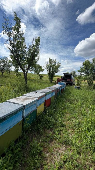 Vând familii de albine sănătoase și puternice