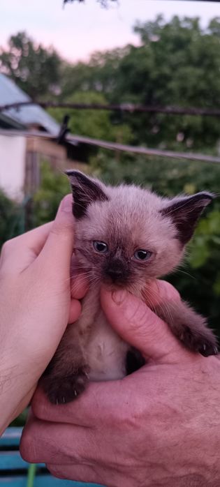 Отдам котят в добрые руки