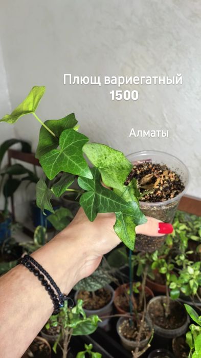 Комнатные растения