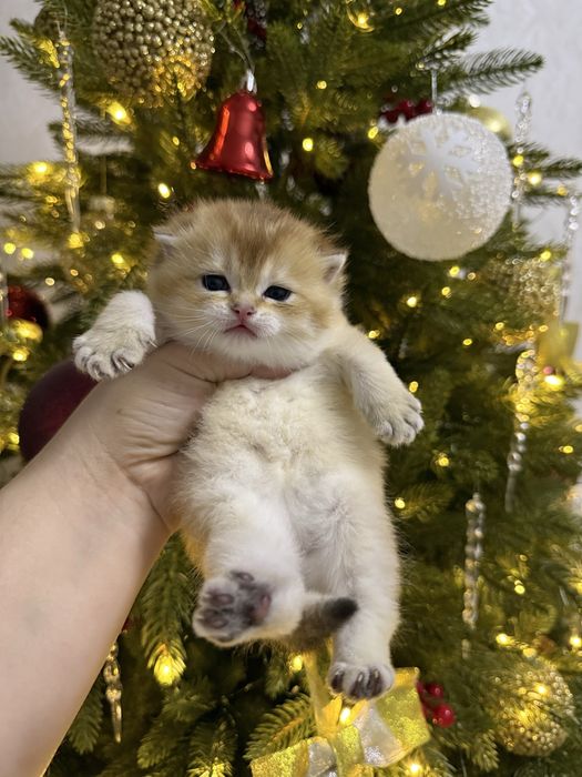 Продается котенок девочка золотистая шиншила