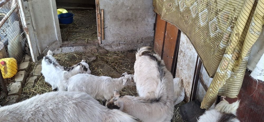 Баран, коза, кой ешкі