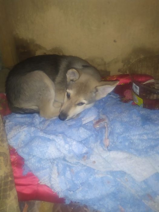 Бельгийская овчарка