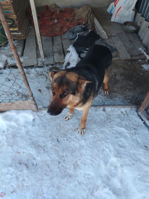 Продам немецкий Овчарка