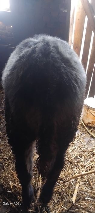 Vitel frumos si gras de vinzare