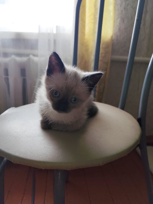 Подарю котенка в добрые руки